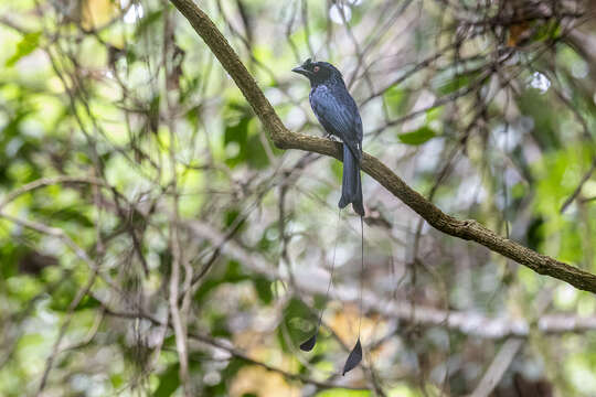 Image of Greater Racket-tailed Drongo