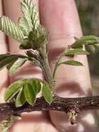 Image of Robinia viscosa var. hartwigii (Koehne) Ashe