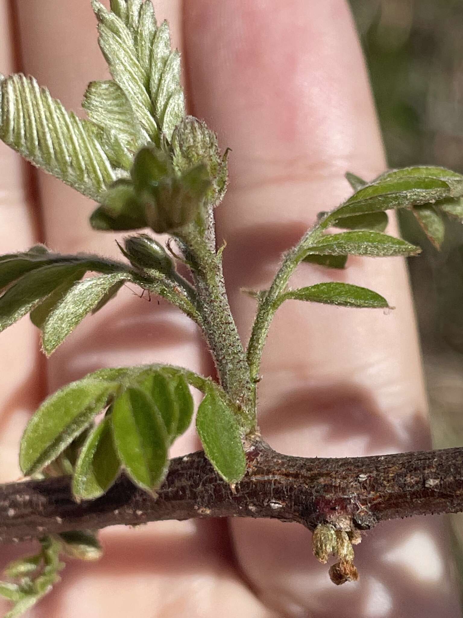 Image of Robinia viscosa var. hartwigii (Koehne) Ashe
