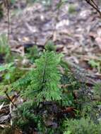 Imagem de Hymenophyllum dentatum Cav.