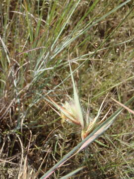 Image of Red grass