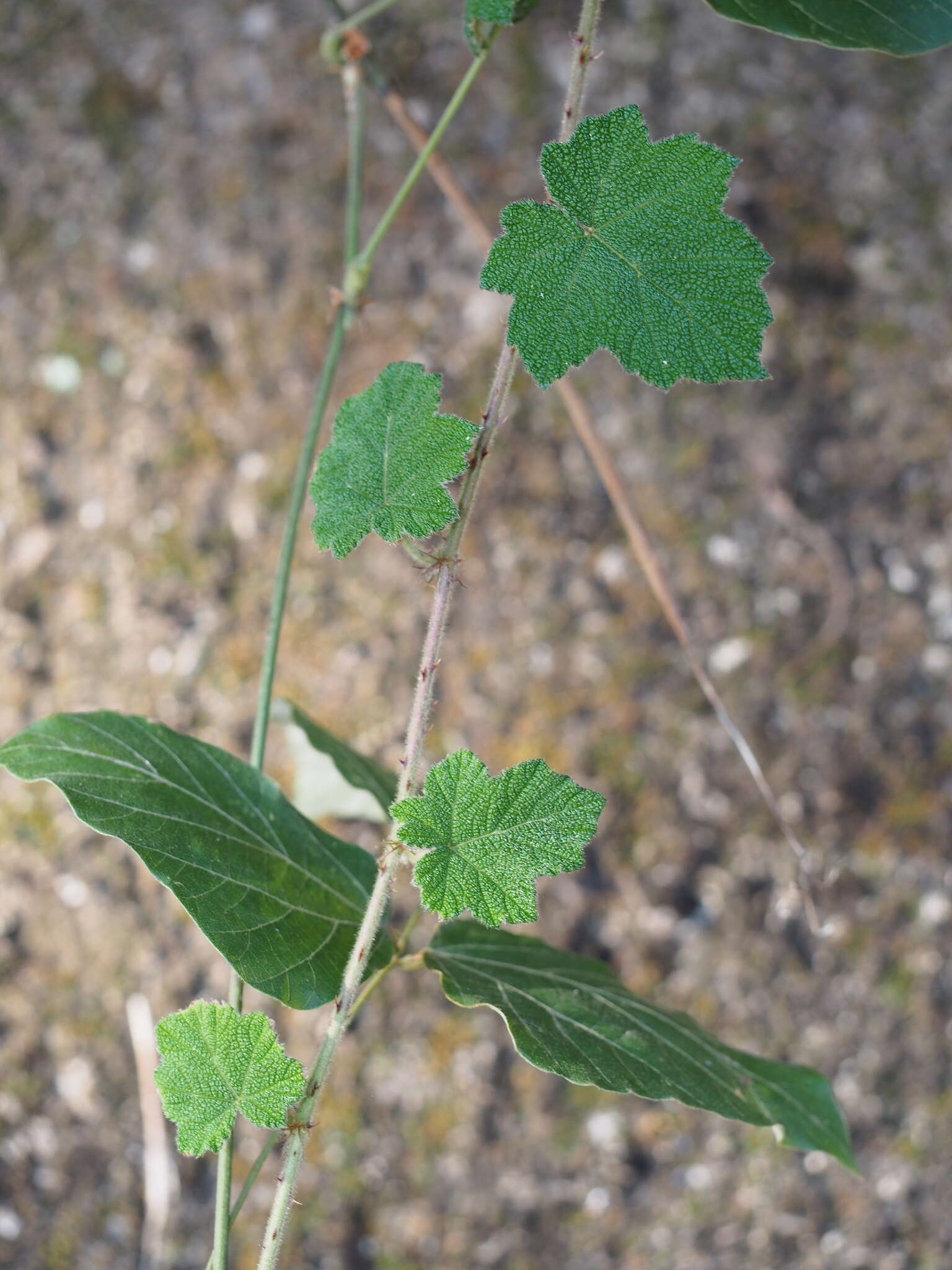 Sivun Rubus alceifolius Poir. kuva