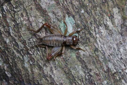 صورة Duolandrevus (Eulandrevus) dendrophilus (Gorochov 1988)