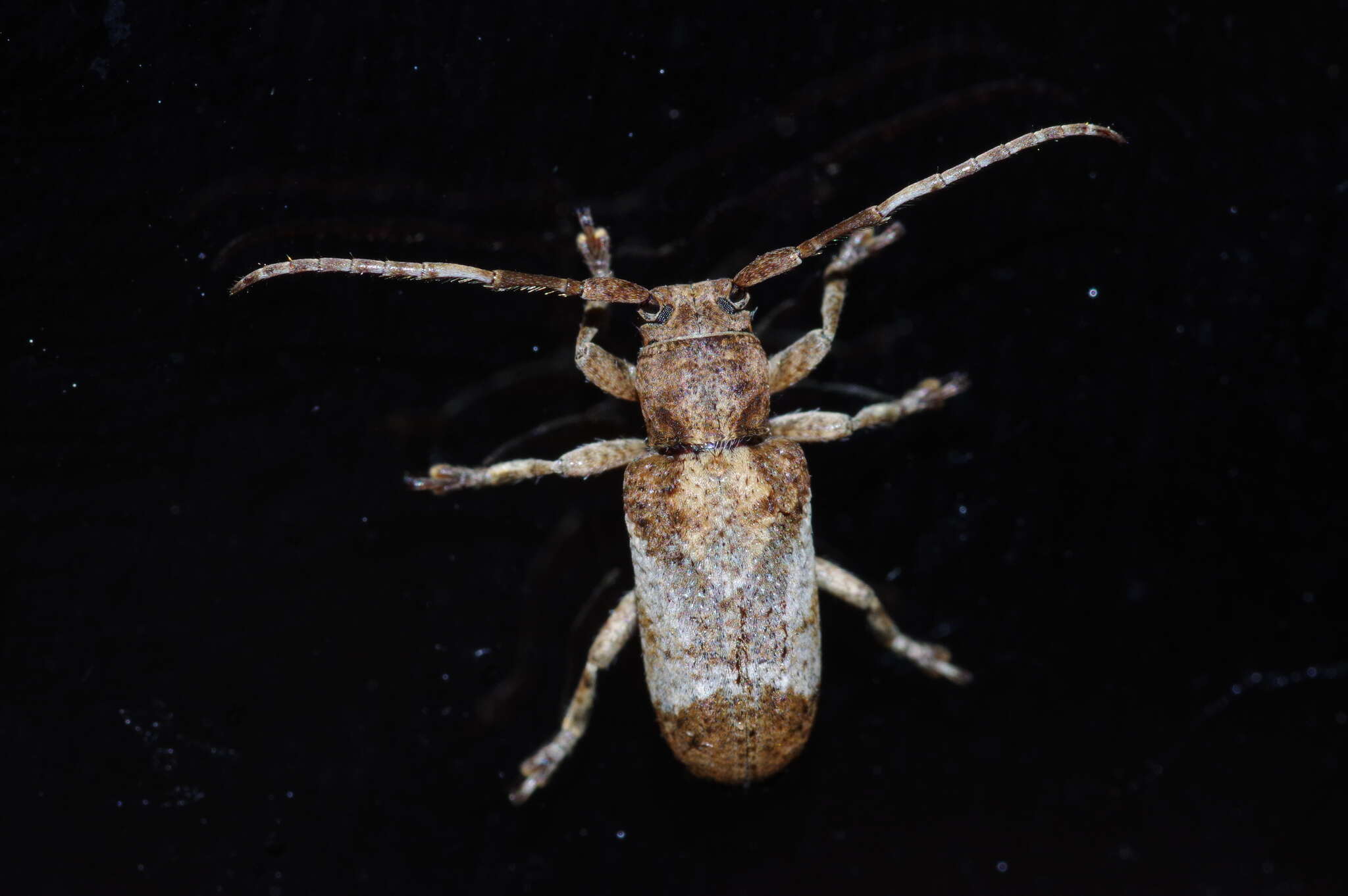 Image of Pterolophia (Hylobrotus) annulata (Chevrolat 1845)