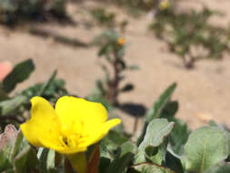 Image of beach suncup