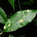 Image of Mahoe leaf miner