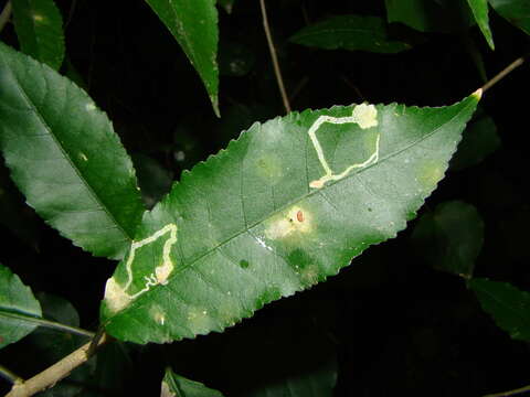 Image of Mahoe leaf miner