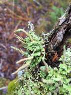 Слика од Cladonia ochrochlora Flörke