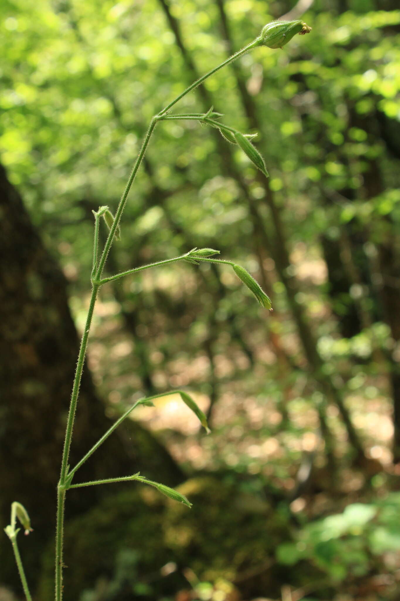 Image of Silene viridiflora L.