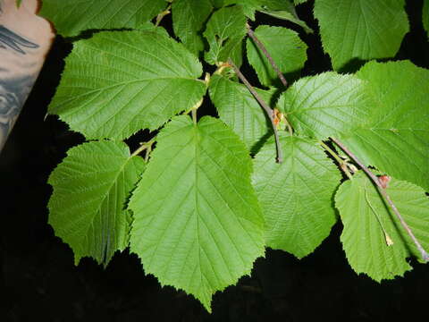 Image of American Hazel