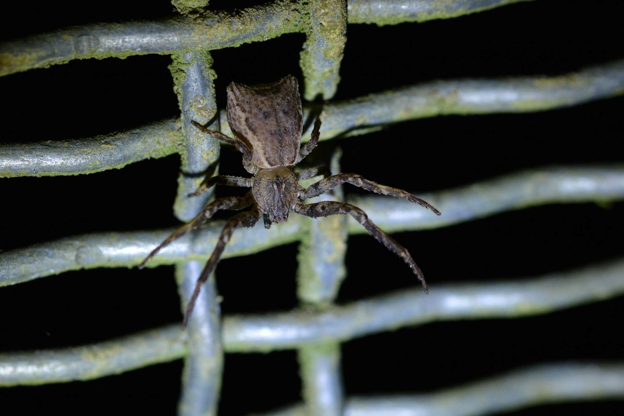 Image of Sidymella angulata (Urquhart 1885)