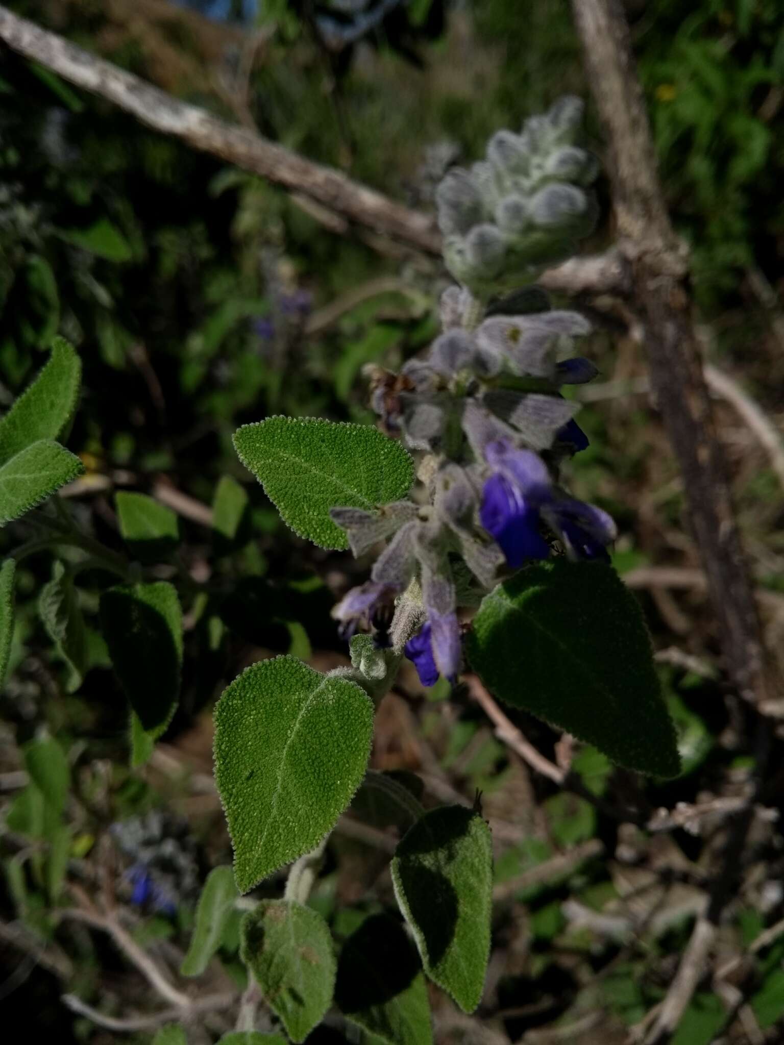 Salvia melissodora Lag. resmi