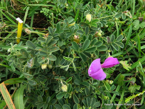 Image de Tephrosia purpurea (L.) Pers.