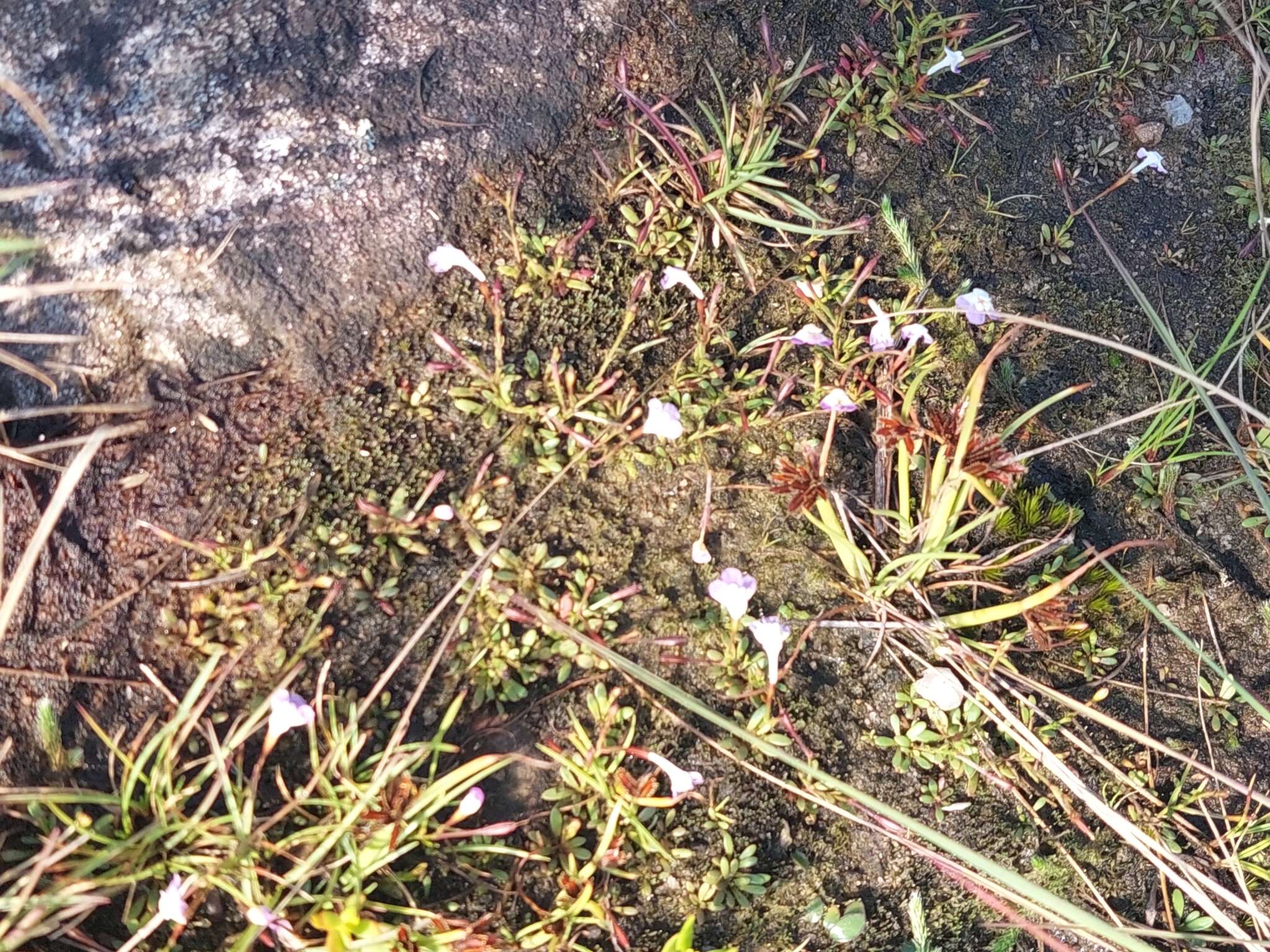 صورة Linderniella wilmsii (Engl.) Eb. Fisch., Schäferh. & Kai Müll.