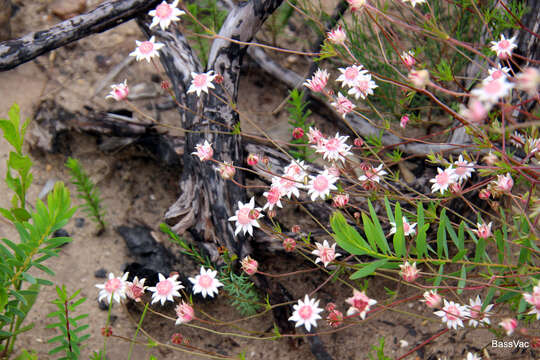 Imagem de Actinotus forsythii Maiden & Betche