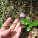 Plancia ëd Mimosa quadrivalvis var. floridana (Chapman) Barneby