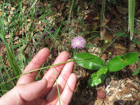 Image of Florida mimosa