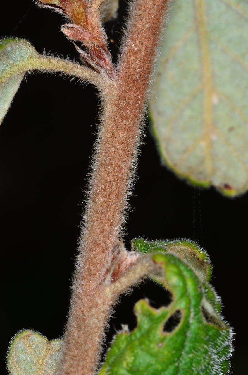 Imagem de Pomaderris prunifolia A. Cunn. ex Fenzl