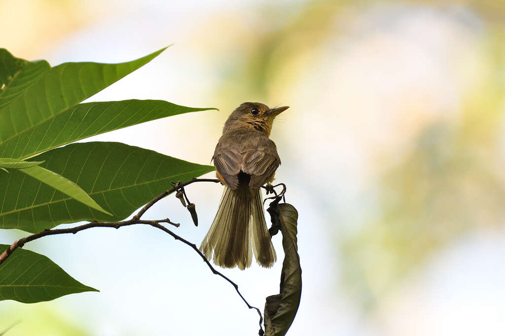 Contopus latirostris (Verreaux & J 1866)的圖片