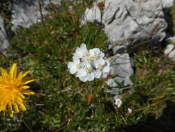 Image of silvery yarrow