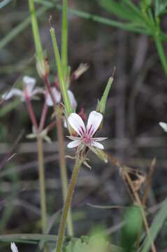 Image of Pelargonium mollicomum Fourc.