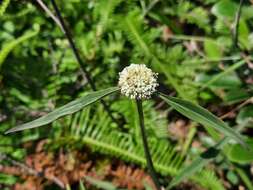 Image of Hedyotis uncinella Hook. & Arn.