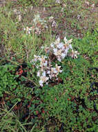 Image of seaside buckwheat