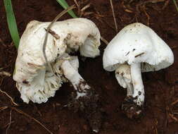 Plancia ëd Leucoagaricus bisporus Heinem. 1973