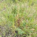 صورة Astragalus bisulcatus var. haydenianus (A. Gray) Barneby