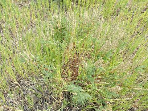 Sivun Astragalus bisulcatus var. haydenianus (A. Gray) Barneby kuva