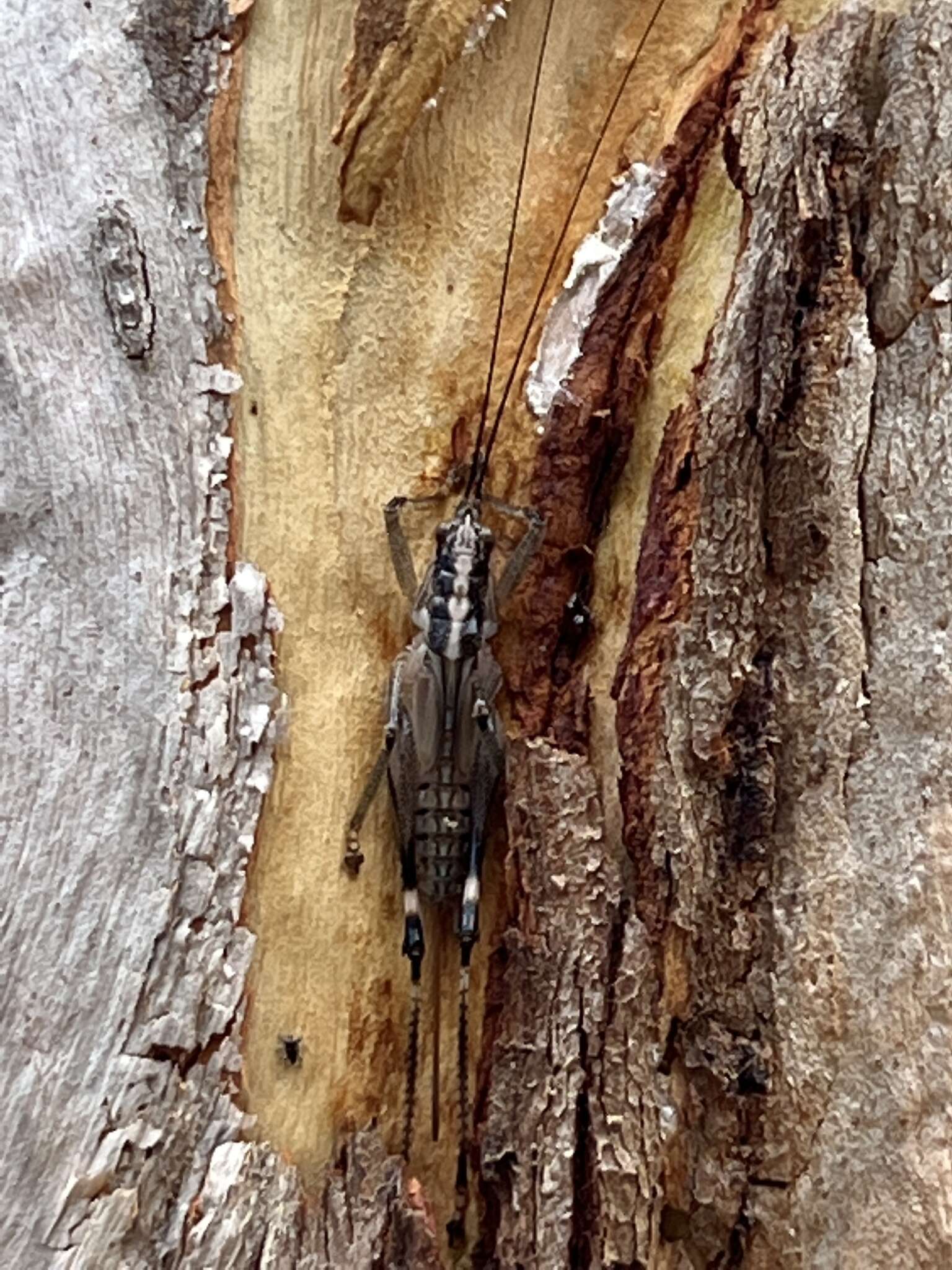 Nicsara bifasciata (Redtenbacher 1891) resmi