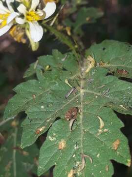 Image of Solanum grayi J. N. Rose