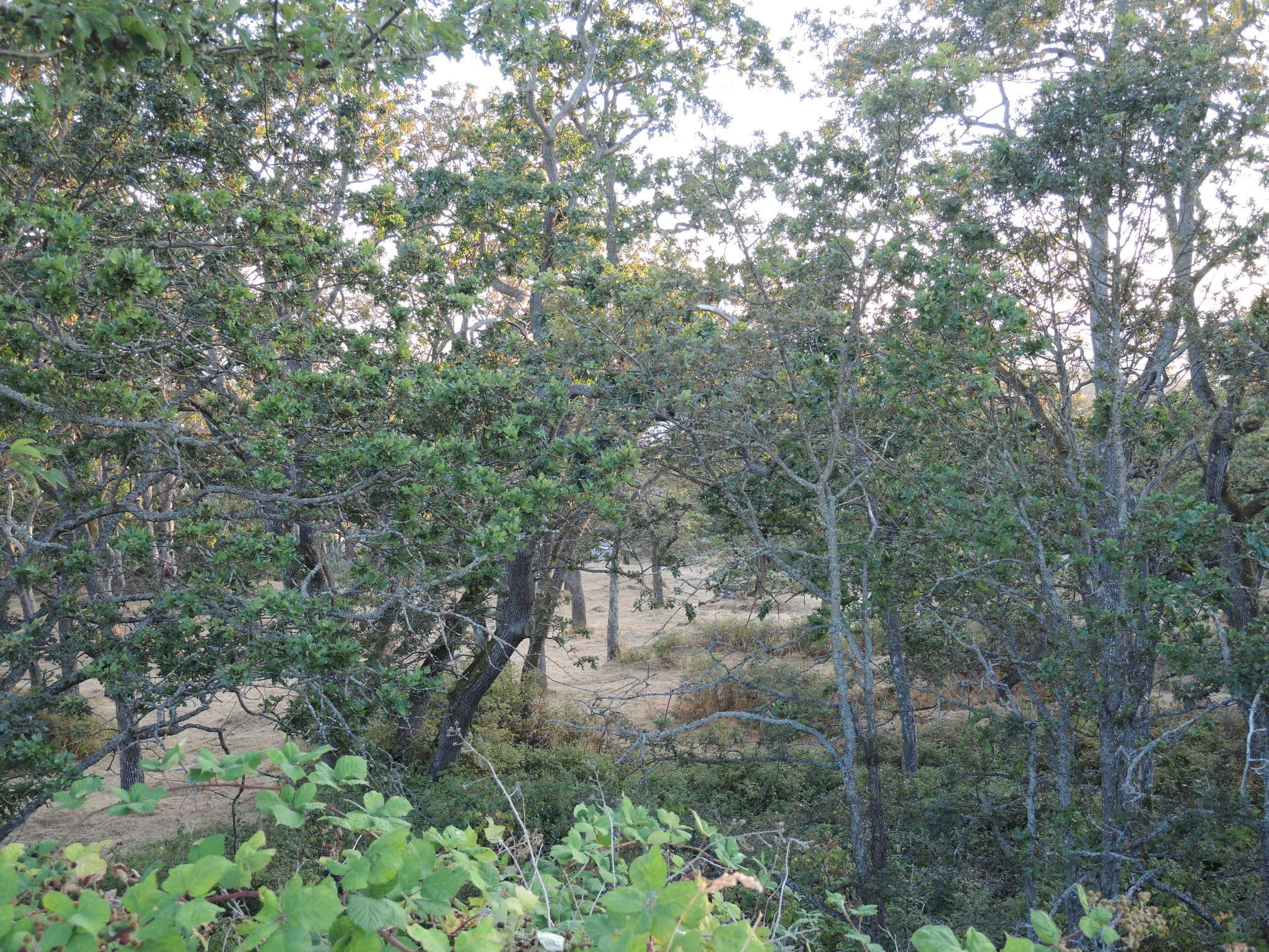 Image of Oregon white oak