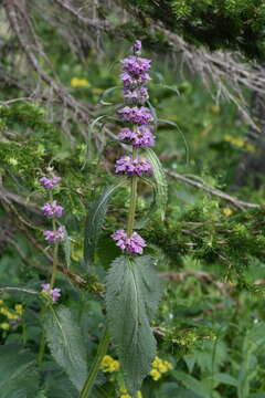 Imagem de Phlomoides alpina (Pall.) Adylov, Kamelin & Makhm.