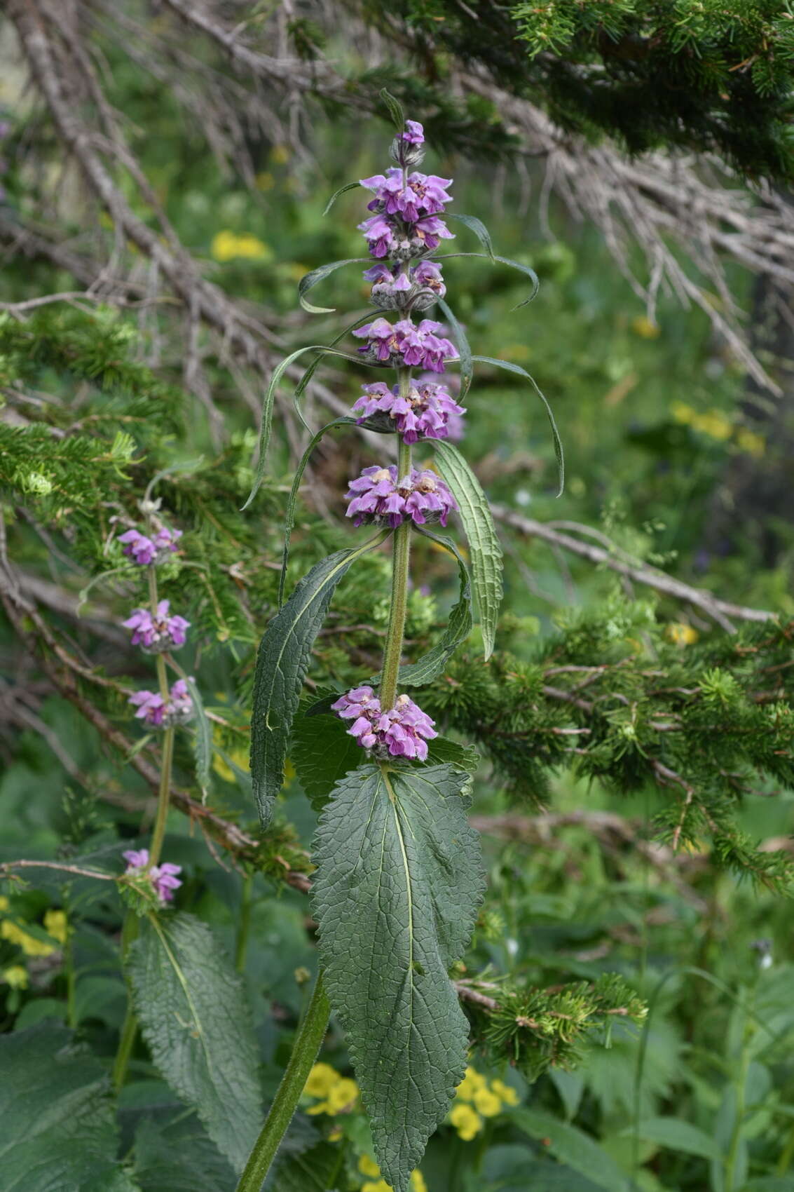 Image of Phlomoides alpina (Pall.) Adylov, Kamelin & Makhm.