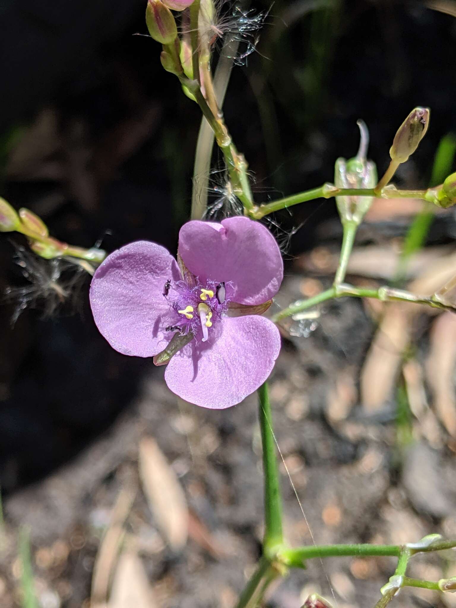 Murdannia graminea (R. Br.) G. Brückn.的圖片