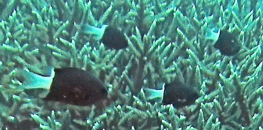 Слика од Pycnochromis margaritifer (Fowler 1946)