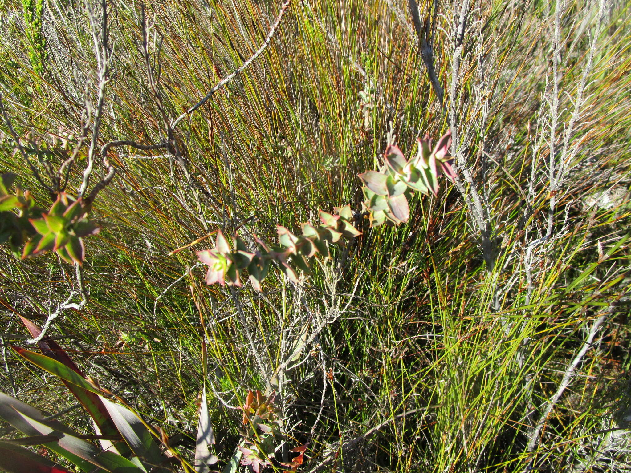 Слика од Cliffortia ilicifolia L.