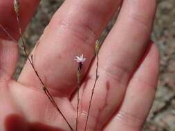 Plancia ëd Lessingia micradenia var. glabrata (Keck) Ferris