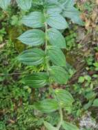 Image of green stoneseed