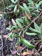 Lyonia ferruginea (Walt.) Nutt.的圖片