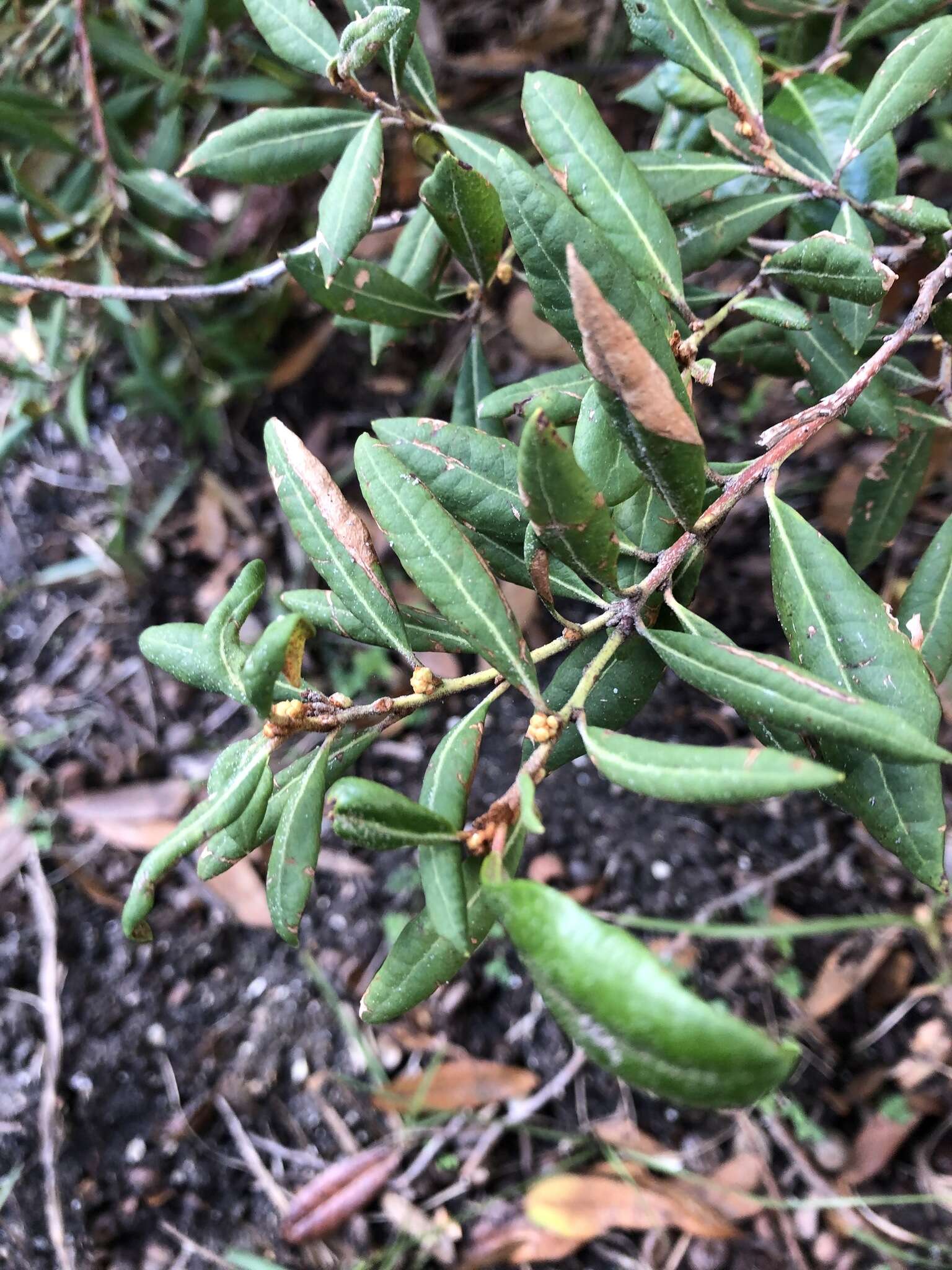 Lyonia ferruginea (Walt.) Nutt.的圖片