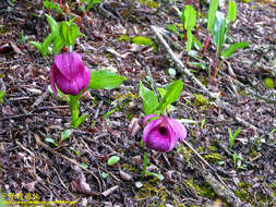 Image of Tibetian Cypripedium