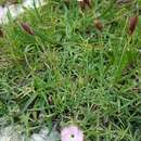 Image of Dianthus furcatus Balbis