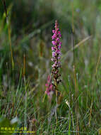 صورة Satyrium nepalense D. Don