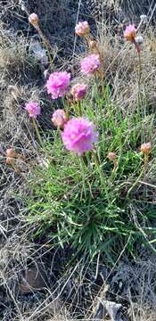 Image of Armeria alpina subsp. halleri (Wallr.) Nym.