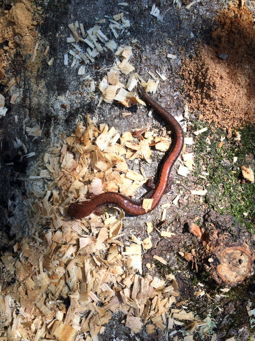 صورة Plethodon cinereus (Green 1818)