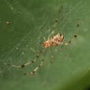 Plancia ëd Theridion zonulatum Thorell 1890