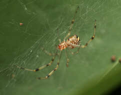 Image of Theridion zonulatum Thorell 1890