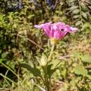 Plancia ëd Lantana fucata Lindl.